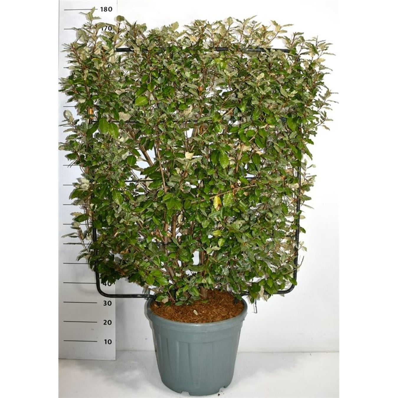 Silverolvon – Elaeagnus ebbingei - C45 120 cm. Scherm